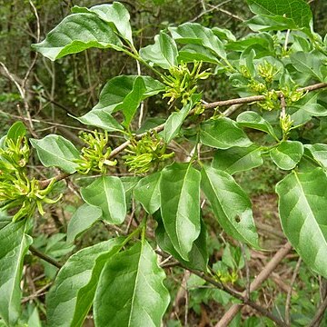 Pachystigma unspecified picture