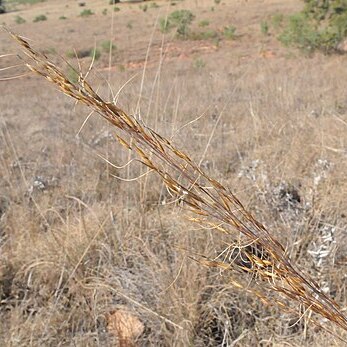 Chrysopogon serrulatus unspecified picture