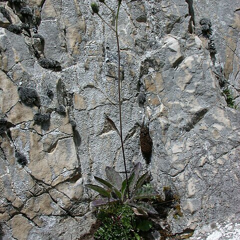 Hieracium pseudoleyi unspecified picture