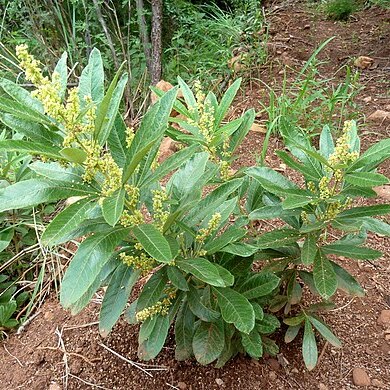 Searsia discolor unspecified picture