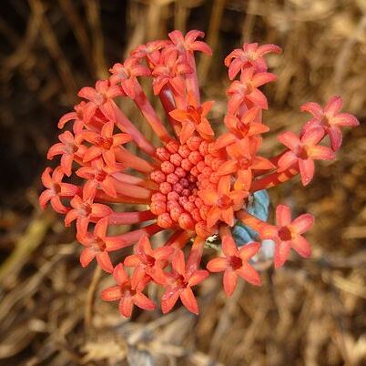 Kleinia fulgens unspecified picture