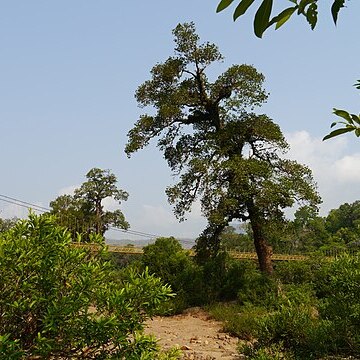 Calophyllum apetalum unspecified picture