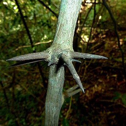 Dalbergia armata unspecified picture