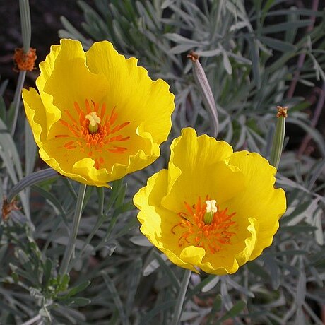 Hunnemannia unspecified picture