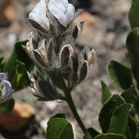 Otholobium rotundifolium unspecified picture