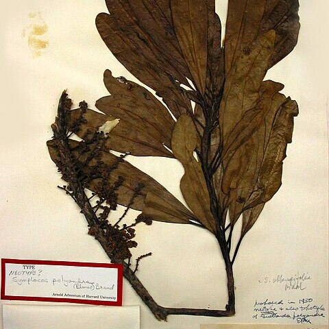 Symplocos polyandra unspecified picture