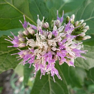 Gymnanthemum unspecified picture