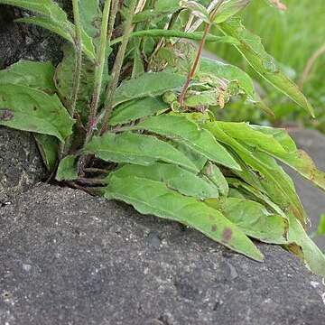 Hieracium praesigne unspecified picture