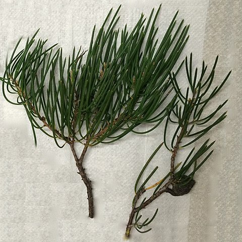 Hakea lissosperma unspecified picture