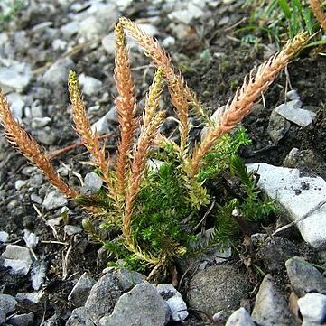 Selaginella unspecified picture