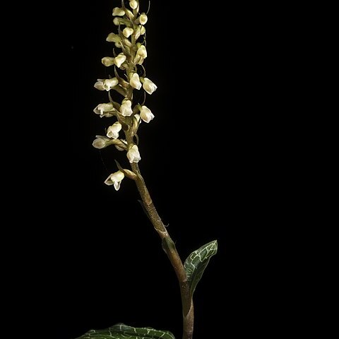 Goodyera hachijoensis unspecified picture