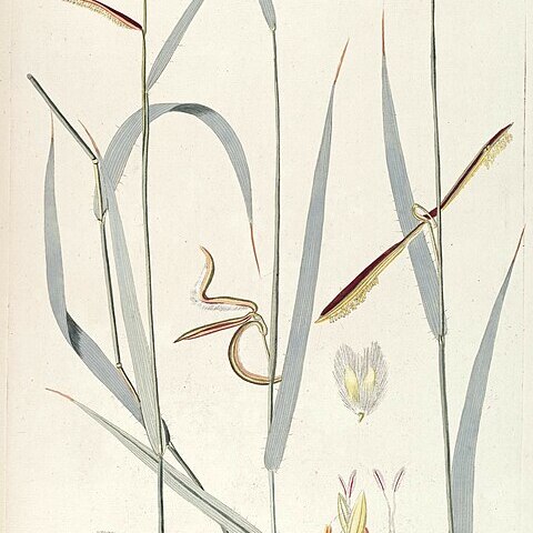 Paspalum ceresia unspecified picture