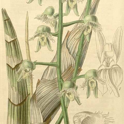 Catasetum gardneri unspecified picture