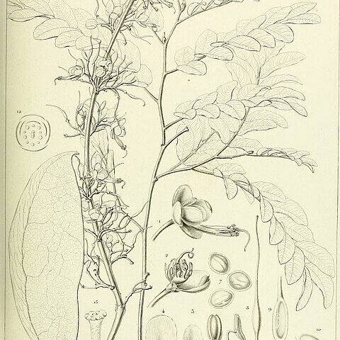 Barnebydendron riedelii unspecified picture