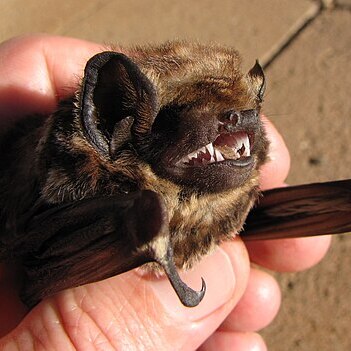 Lasiurus unspecified picture