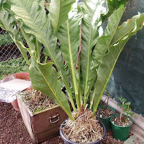 Anthurium crassinervium unspecified picture