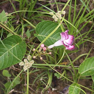 Mandevilla callista unspecified picture