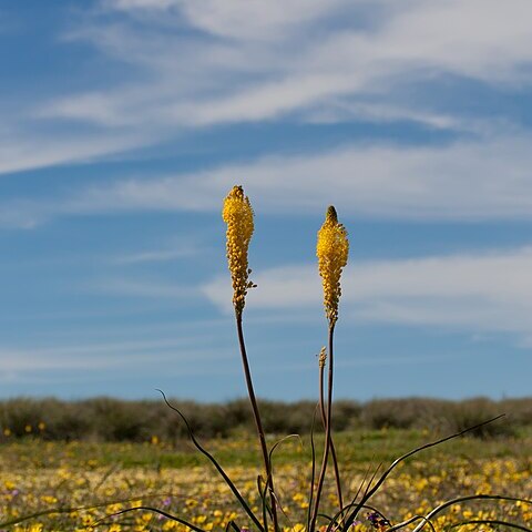 Bulbinella elegans unspecified picture