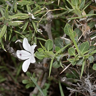 Barleria pungens unspecified picture