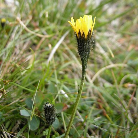 Hieracium pseudopetiolatum unspecified picture