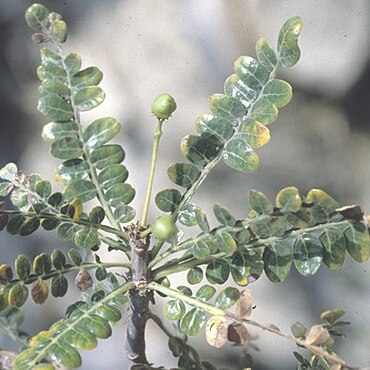 Boswellia socotrana unspecified picture