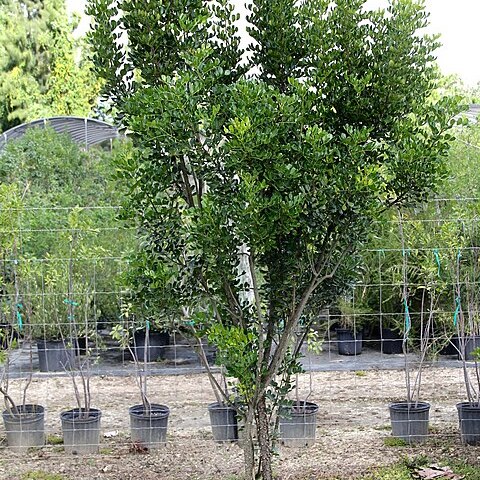 Zanthoxylum spinosum unspecified picture
