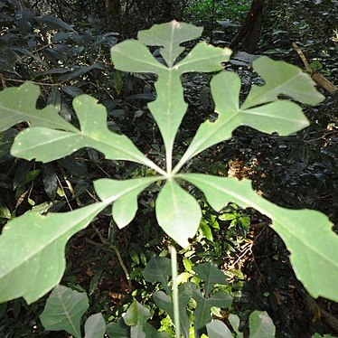 Cussonia nicholsonii unspecified picture