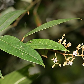 Dissochaeta unspecified picture