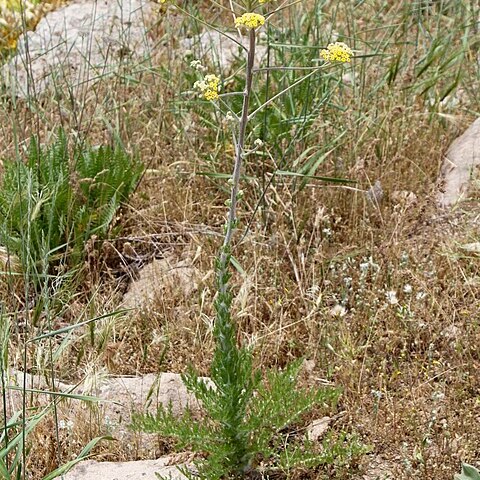 Handelia unspecified picture