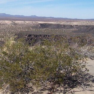 Larrea unspecified picture