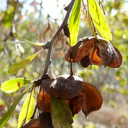 Gymnosporia tenuispina unspecified picture