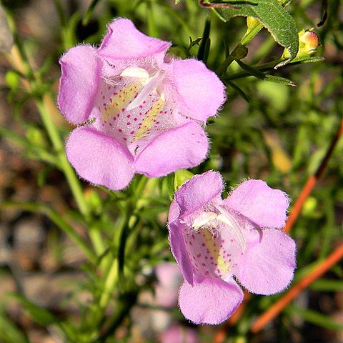 Agalinis fasciculata unspecified picture