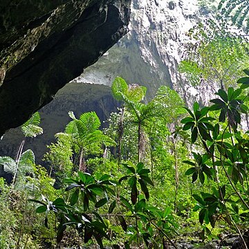 Caryota no unspecified picture