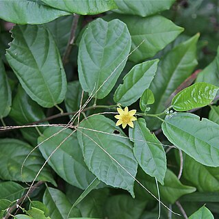 Glyphaea unspecified picture