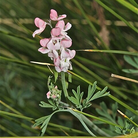 Cysticapnos unspecified picture