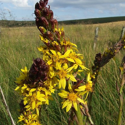 Ligularia unspecified picture