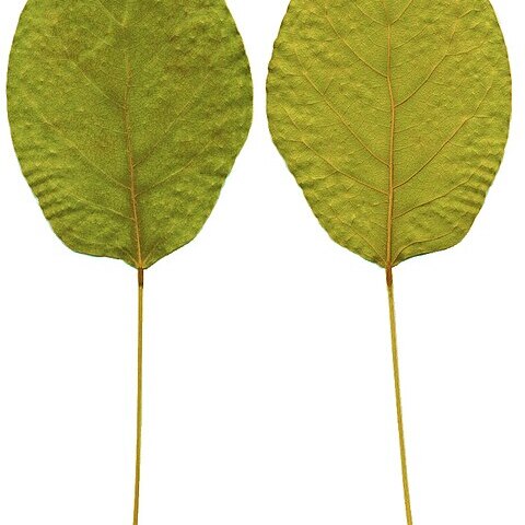 Cola mossambicensis unspecified picture
