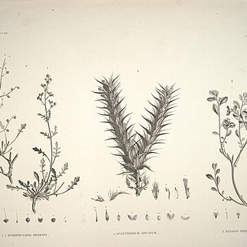 Blepharis edulis unspecified picture
