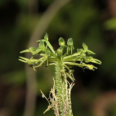 Malaxis fastigiata unspecified picture