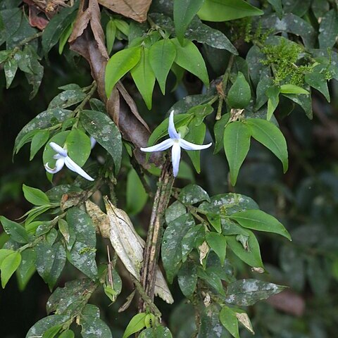 Faramea uniflora unspecified picture