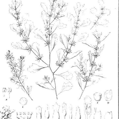 Atriplex leptocarpa unspecified picture
