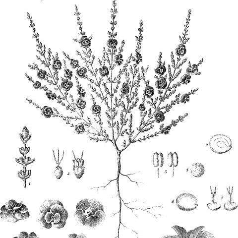 Maireana oppositifolia unspecified picture