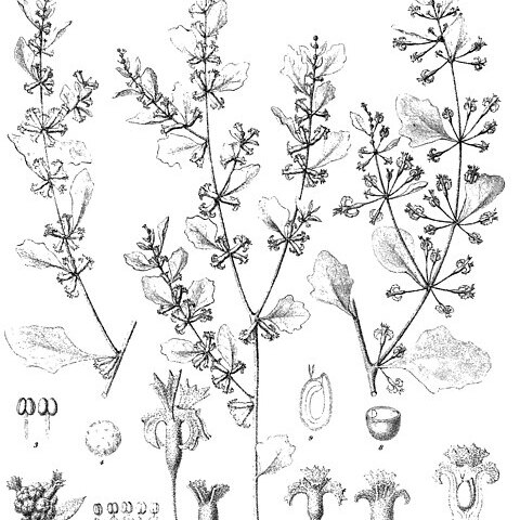 Atriplex limbata unspecified picture