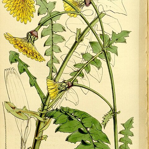 Sonchus gummifer unspecified picture