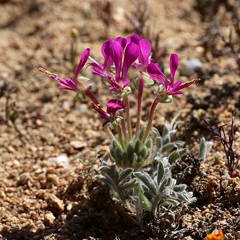 Pelargonium incrassatum unspecified picture