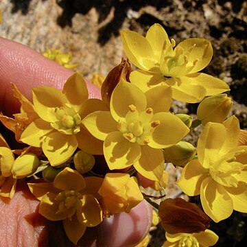 Ornithogalum multifolium unspecified picture