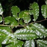 Lecythis ampla leaf picture by Nelson Zamora Villalobos (cc-by-nc)