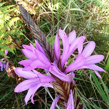 Watsonia densiflora unspecified picture