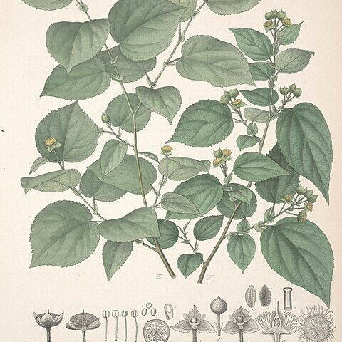 Prockia unspecified picture