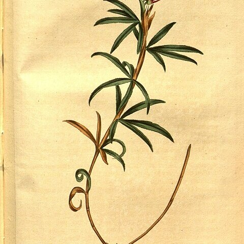Trifolium lupinaster unspecified picture